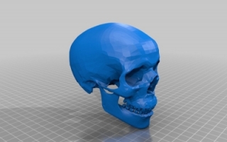 有下颌骨和牙齿的人类颅骨 3d模型下载